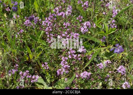 Medicinal shrub thyme plant (Thymus serpyllum) creeping grows on a green meadow in summer. Stock Photo