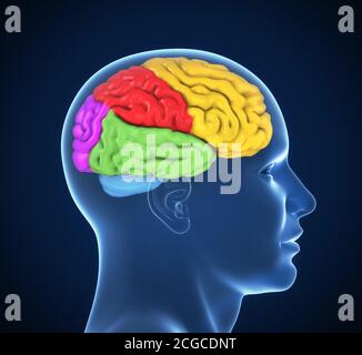 human brain in colors 3d illustration Stock Photo