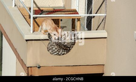 Two playful cats on the balcony Stock Photo