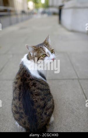 London, UK. 10th Sep, 2020. Despite all the meetings and controversy going on all around, Larry the Downing Street Cat (Chief Mouser to the Cabinet Office) takes it all in his stride. Credit: PjrFoto/Alamy Live News Stock Photo