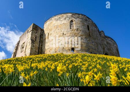 Clifford's Tower (ancient old historic castle ruin, yellow spring daffodils in bloom, steep high hill, blue sky) - York, North Yorkshire, England, UK. Stock Photo