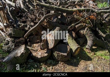 Close up of woodpile in a park garden pile of sawn wood England UK United Kingdom GB Great Britain Stock Photo