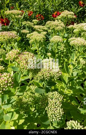 Close up of ice plant sedum flower bud buds flowers in summer England UK United Kingdom GB Great Britain Stock Photo