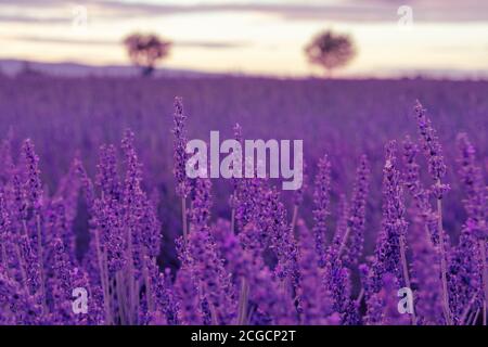 French landscape - Valensole. Sunset over the fields of lavender in the Provence (France). Stock Photo