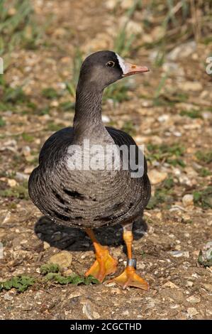 Lesser White Fronted Goose (anser erythopus) Stock Photo