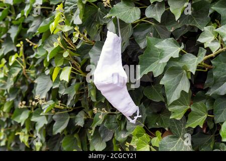A used and carelessly discarded protective medical face mask, mouth and nose covering, hangs in a hedge made of grape leaves in Münstermaifeld, Rhineland-Palatinate, Germany Stock Photo