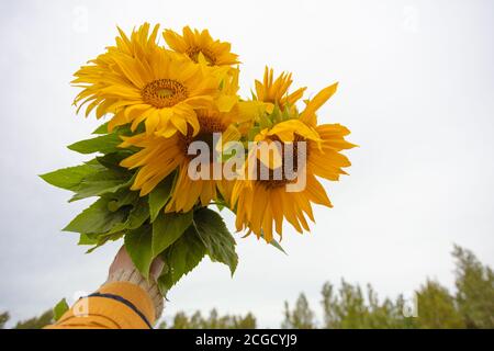 In hand a bouquet of sunflowers, against the backdrop of a cloudy sky. High quality photo Stock Photo