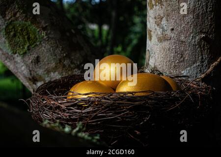 Golden eggs in a nest  on the tree Stock Photo