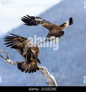 Eagles fighting