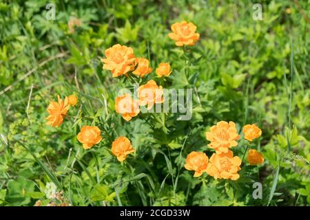 Flowering orange Globe-flower Asian (lat. Trollius asiaticus) in the forest in a clearing, on a sunny summer day. Stock Photo