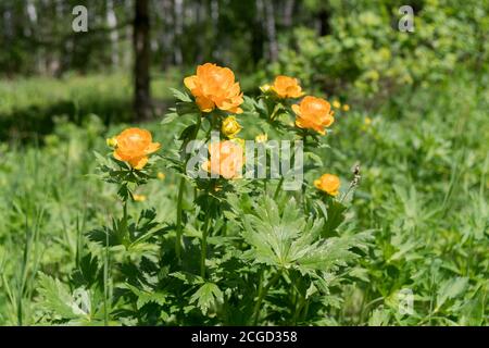 Flowering orange Twinkle Asian (lat. Trollius asiaticus) in the forest in a clearing, on a sunny summer day. Stock Photo