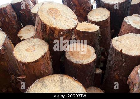 composite non-chopped firewood, wood-storage place,  logging company, freshly-cut wood, stacked firewood, freshly-cut wood, Stock Photo