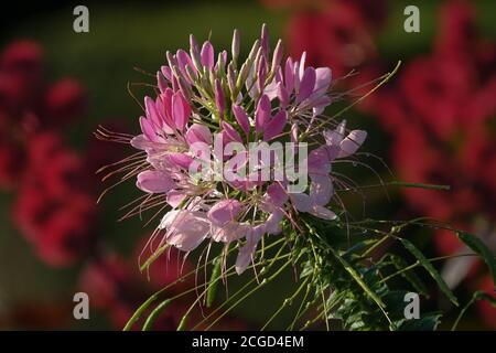 Cleome hassleriana flower pink blooming plant Stock Photo