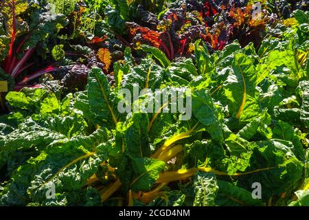 Yellow mangold Red Swiss Chard vegetable garden produce Stock Photo
