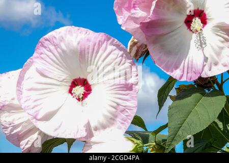 White Hibiscus moscheutos Nippon Blush september flowers Large blooms Stock Photo