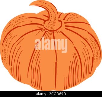 Pumpkin color icon, Harvest Thanksgiving sketch vector illustration. Stock Vector