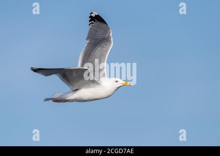 Seagull in flight on Norwegian coast Stock Photo