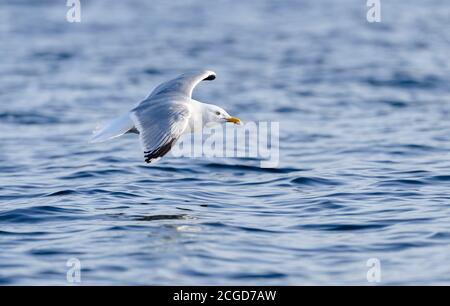 Seagull in flight on Norwegian coast Stock Photo