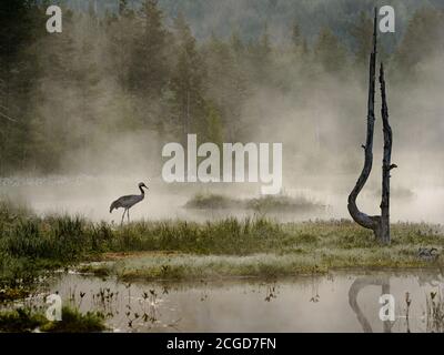 Common crane (Grus grus) in morning mist at lake in Telemark, Norway Stock Photo