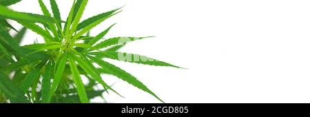 Green hemp leaf with copy space on the right. Young shoots of cannabis on white background. Stock Photo