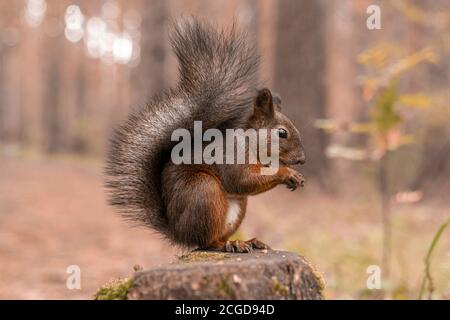 Red fluffy squirrel sits on a stump in the autumn forest and nibbles nuts. Close up Stock Photo