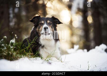 Border collie in snow and warm light from behind Stock Photo