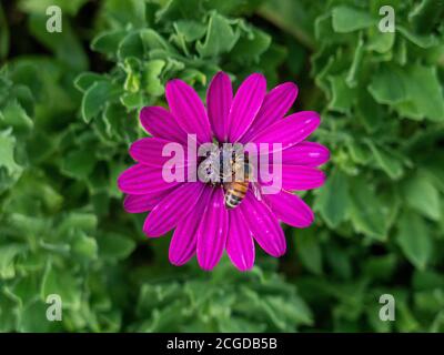 Osteospermum 'Tresco Purple' / Cape Daisy Stock Photo