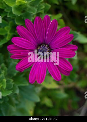 Osteospermum 'Tresco Purple' / Cape Daisy Stock Photo