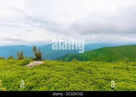 alpine meadows of mnt. runa, ukraine. row of trees on the hill. beautiful nature scenery of carpathian mountains in summer. cloudy weather