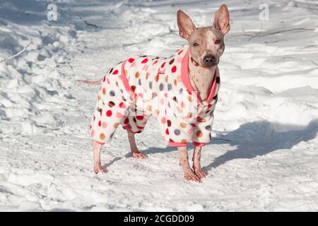 Cute american hairless terrier in beautiful pet clothing is ...