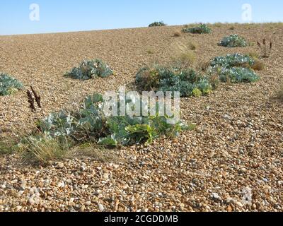 Sea kale is one of the few plants that will grow in the harsh conditions of a steep shingle bank on the east coast of Suffolk. Stock Photo