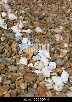 A diagonal line of white whelks, part of the 'Shell Line' that runs across the pebbly bank at Shingle Street on the Suffolk coast. Stock Photo