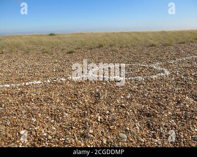 A line and circle of white whelks form part of "The Shell Line" on the shingle beach at Shingle Street, Suffolk. Stock Photo