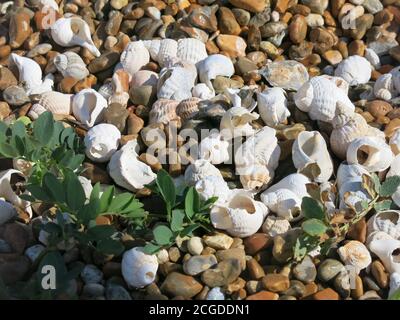 White whelks & seashells nestle among the pebbles and beach pea plants on a shingle bank; Shingle Street, Suffolk Stock Photo