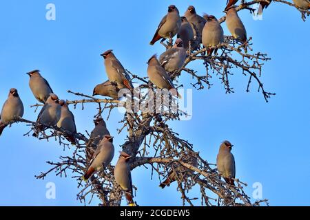 A flock of Bohemian waxwing birds perched on a dead tree against a blue sky background Stock Photo