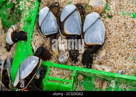 Common goose barnacles (Lepas anatifera)