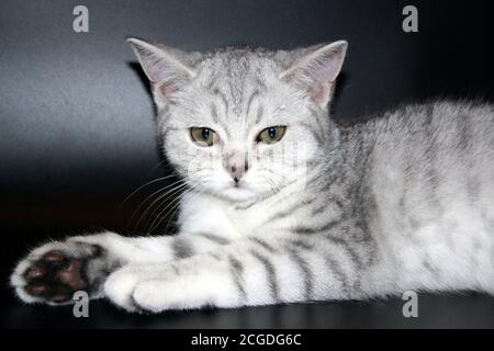 close-up portrait of a beautiful silver Scottish straight cat Stock Photo