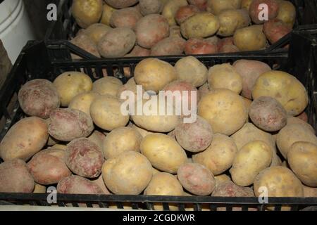 a lot of potatoes texture closeup Stock Photo