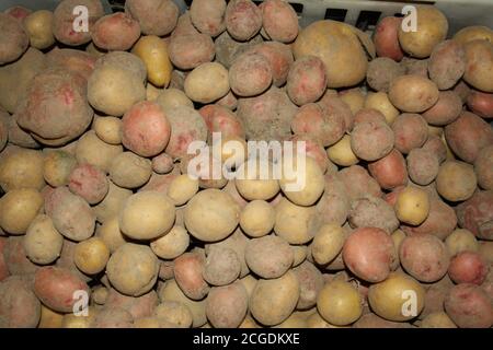 a lot of potatoes texture closeup Stock Photo