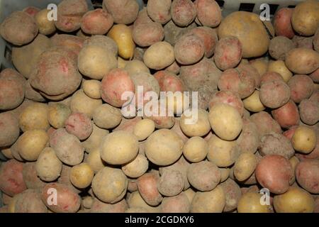 a lot of potatoes texture closeup Stock Photo