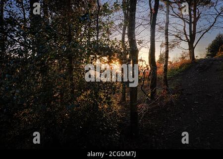 Setting Sun Behind Trees, Wide Angle Shot Stock Photo