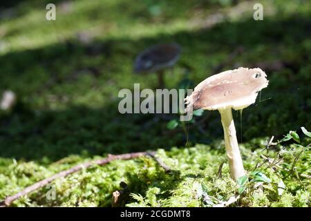 A single mushroom on the green forest floor with a negative space close up photograph. Stock Photo