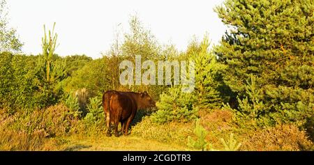 rear side of red beef cow Stock Photo