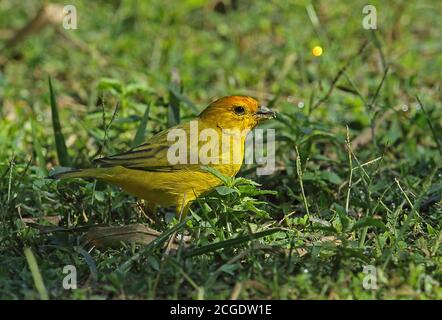 Saffron Finch (Sicalis flaveola brasiliensis) adult male feeding on ground  REGUA, Atlantic Rainforest, Brazil         July Stock Photo