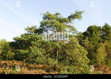 pine tree in the grassland Stock Photo