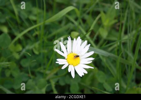 little fly sitting on chamomile flower Stock Photo