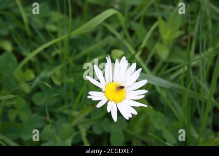 little fly sitting on chamomile flower Stock Photo