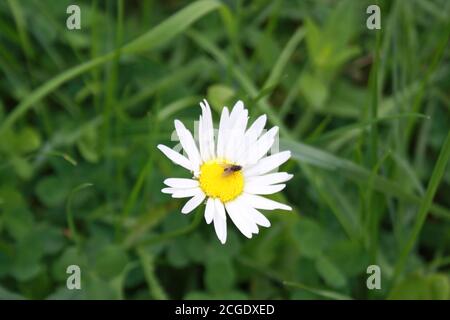 little fly sitting on chamomile flower Stock Photo