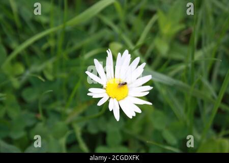 little fly sitting on chamomile flower Stock Photo