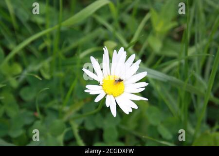 little fly sitting on chamomile flower Stock Photo